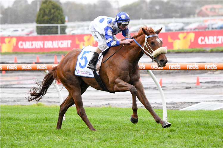 BOOGIE DANCER winning the Thousand Guineas Prelude at Caulfield in Australia.