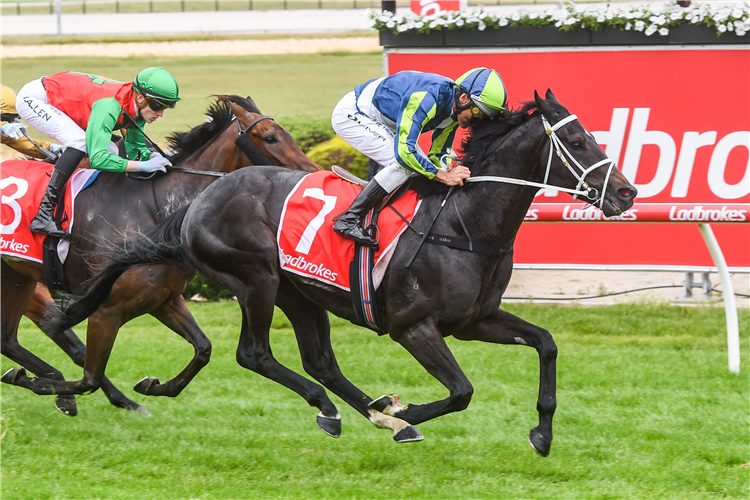 BRAYDEN STAR winning the Freeway Ford Shooting Star at Cranbourne in Australia.