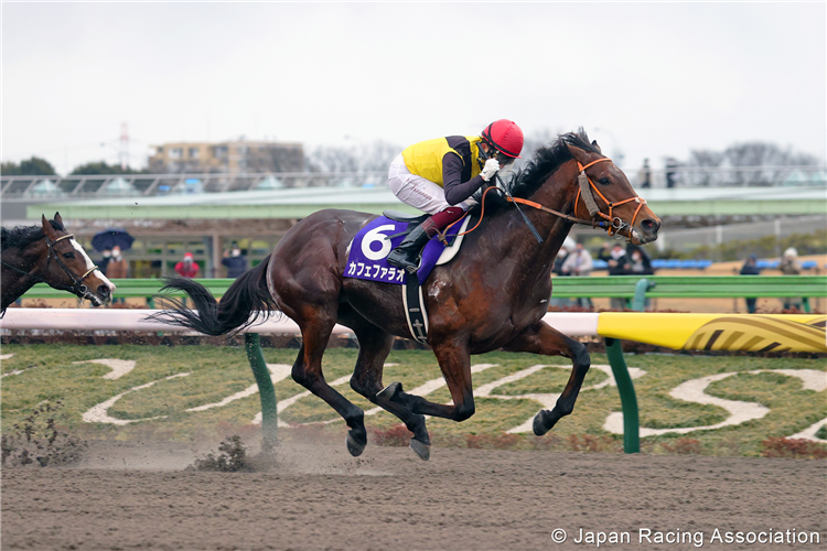 CAFE PHAROAH winning the February Stakes at Tokyo in Japan.