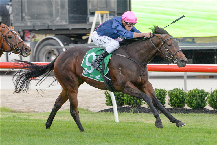 CAPITAL EXPRESS winning the TAC - If We All Get Home Safely, Everyone Wins 2YO Maiden Plate in Cranbourne, Australia.