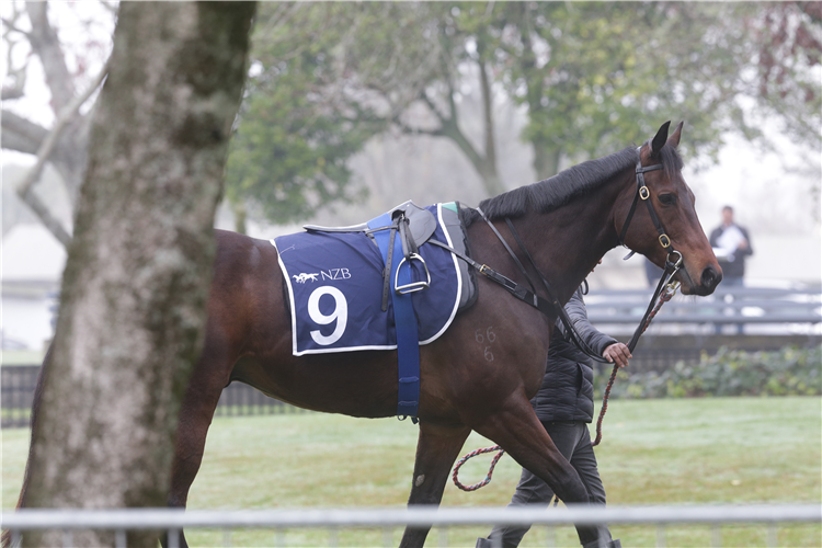 Catalyst before his trial at Te Rapa on Thursday.