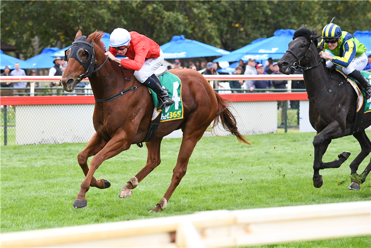 CHERRY TORTONI winning the Bet365 Golden Mile at Bendigo in Australia.