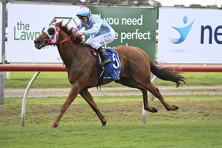 COAL CRUSHER winning the KARAKA 2023 BENCHMARK 88 HANDICAP