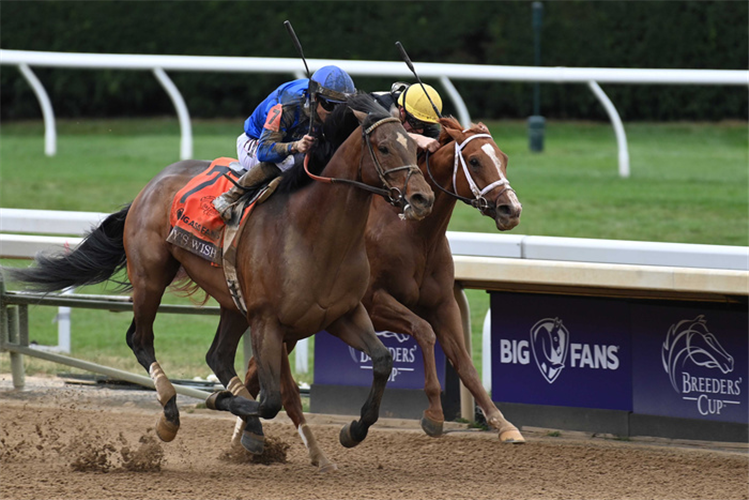 CODY'S WISH (near) winning the Big Ass Fans Breeders' Cup Dirt Mile