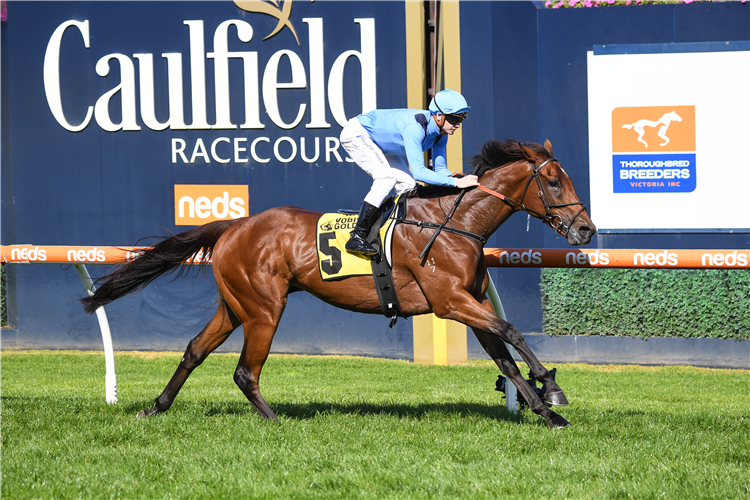 COMICA winning the VOBIS Gold Distaff at Caulfield in Australia.