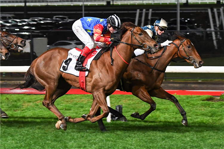 COOLANGATTA winning the Moir Stakes at Moonee Valley in Moonee Ponds, Australia.
