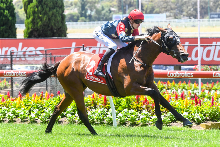 Counttheheadlights winning the Dominant Cleaning Solutions Handicap at Moonee Valley in Australia.