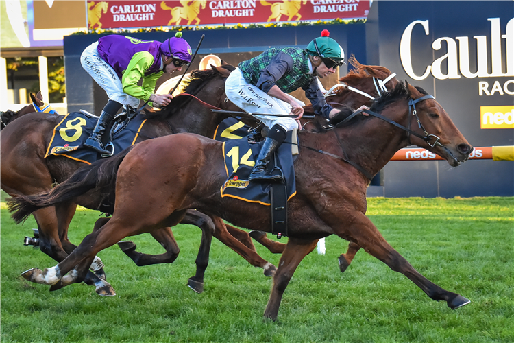 D'AGUILAR winning the Schweppes (Bm84) at Caulfield in Australia.