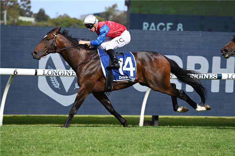DAJRAAN winning the Festival Stakes at Rosehill in Australia.