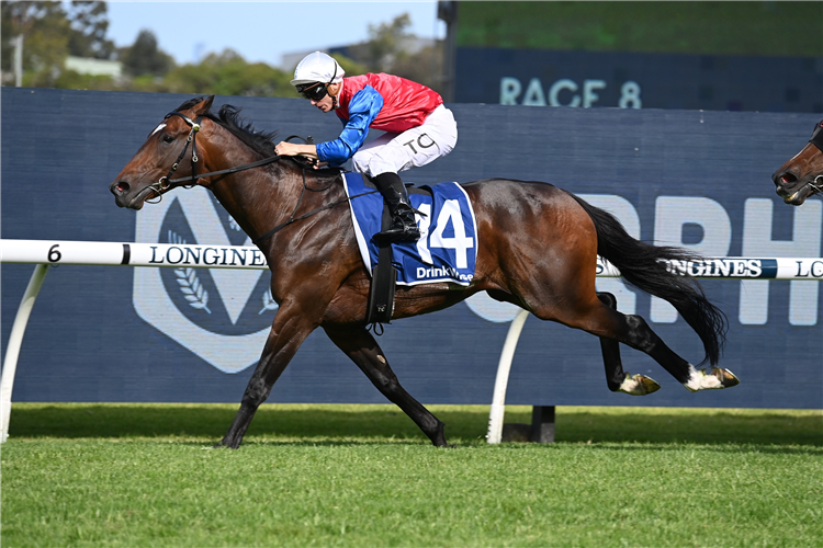 DAJRAAN winning the FURPHY FESTIVAL STAKES at Rosehill in Australia.