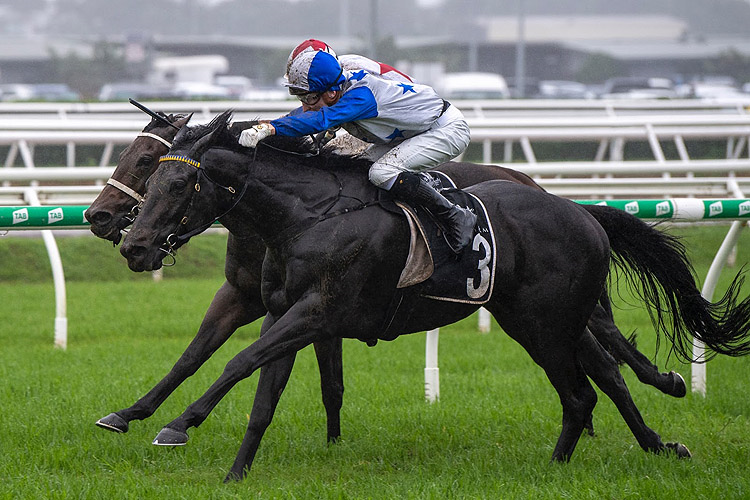 DARK DESTROYER winning the Drinkwise Rough Habit Plate