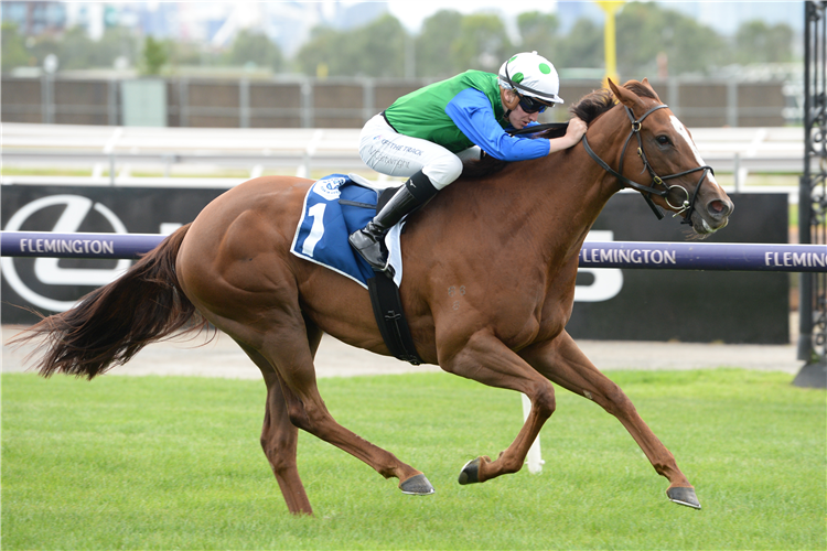 DECENT RAINE winning the Furphy Refreshing Ale (Bm70) at Flemington in Australia.