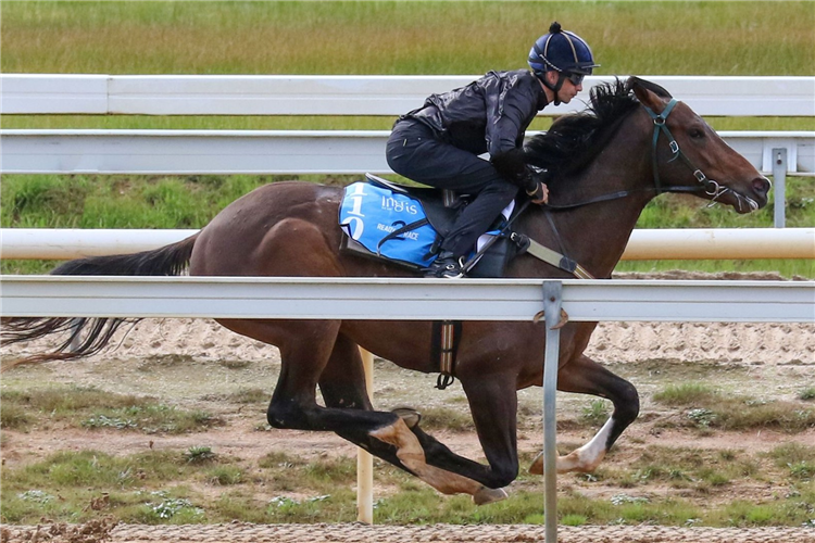 The Deep Field-Alderney colt who clocked the fastest breeze-up time.