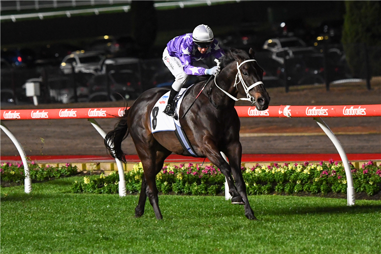 DESERT ICON winning the JRA Cup at Moonee Valley in Moonee Ponds, Australia.