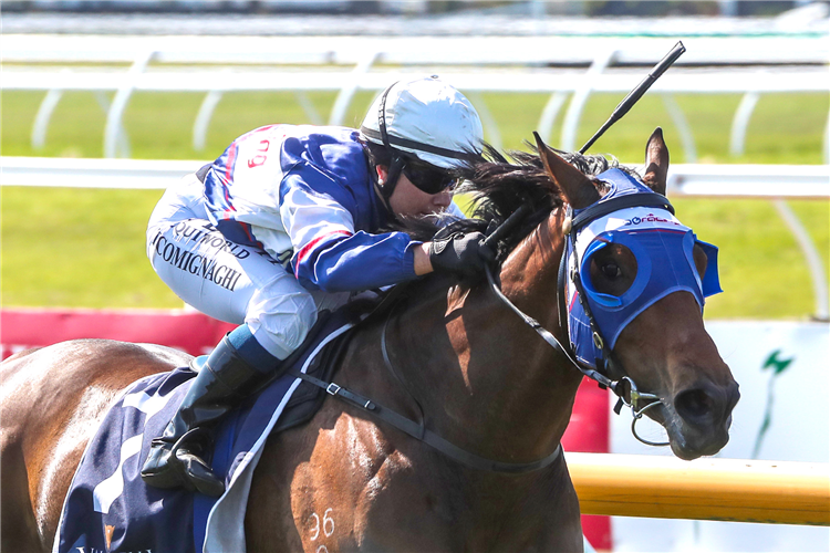 Diss Is Dramatic (NZ) wins the Group Three War Decree Stakes (1600m).
