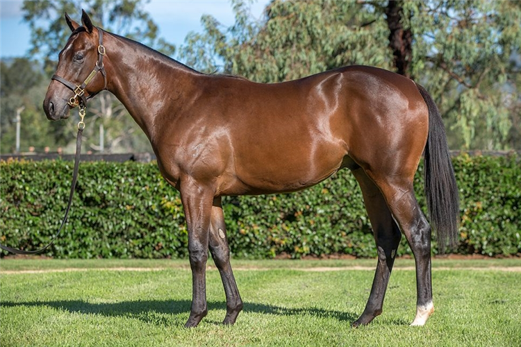 Doull as a yearling