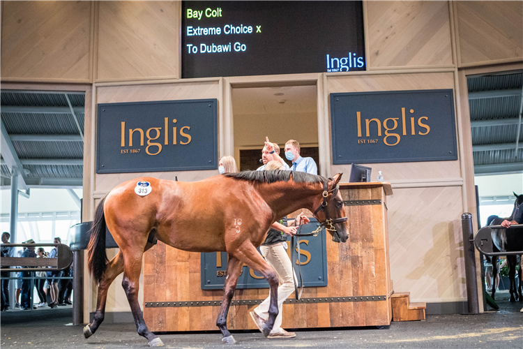 The Extreme Choice colt who topped this year’s Inglis Classic Sale.