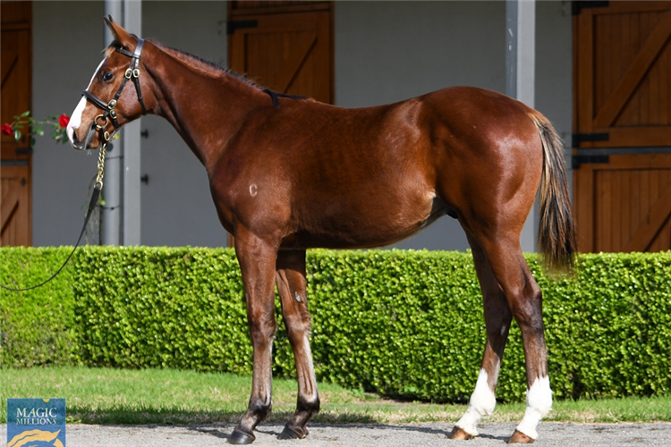 The Frankel-Nechita colt to be offered on the Gold Coast.