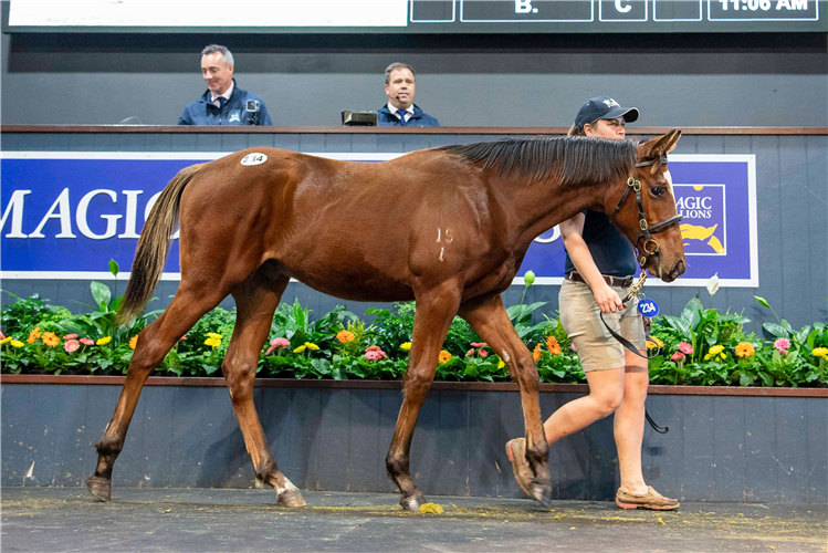 The Frankel-Fix colt who sold for $560,000.