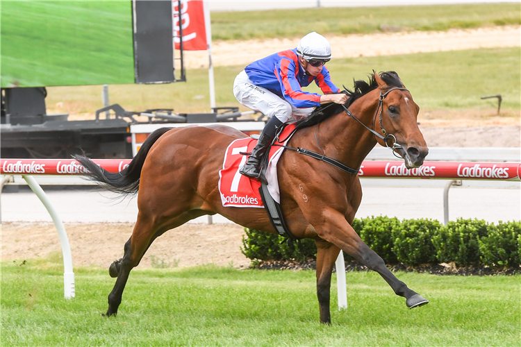 GARZA BLANCA winning the Frankston Sand Soil & Mini Mix 3YO Handicap at Cranbourne in Australia.