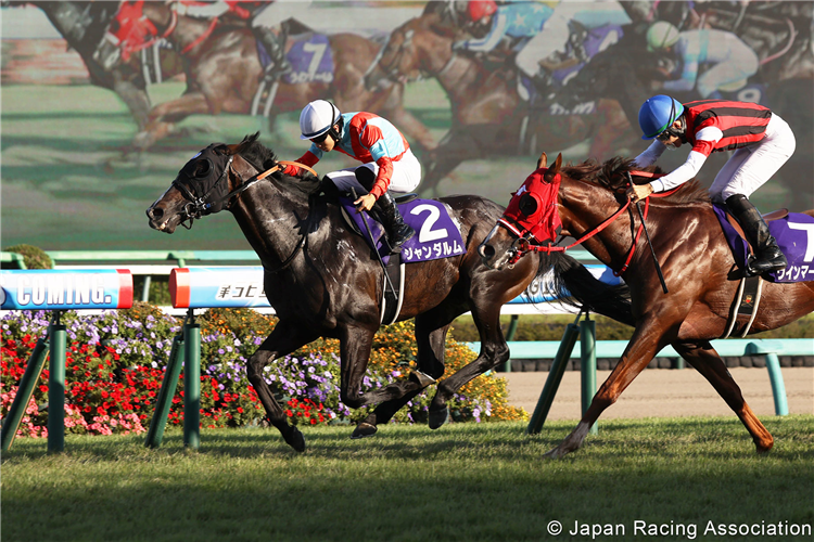 GENDARME winning the Sprinters Stakes at Nakayama in Japan.