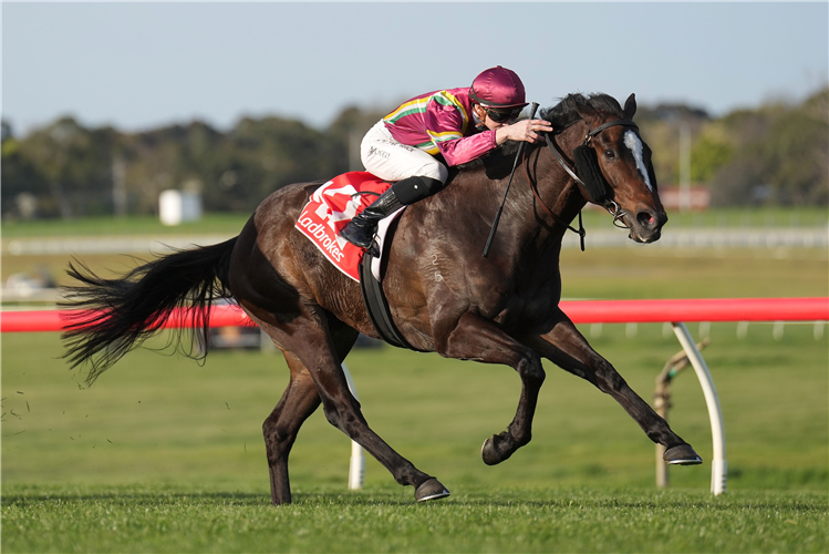 GENTLEMAN ROY winning the Sandown Stakes at Sandown in Australia.