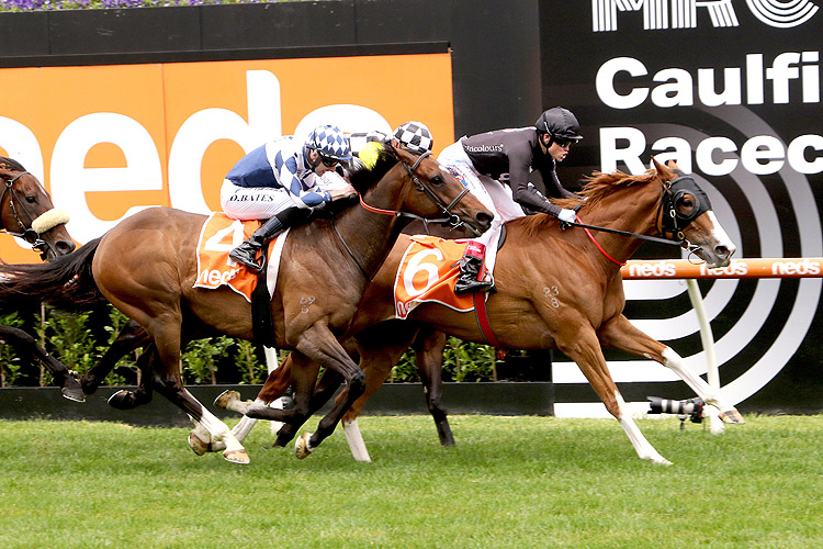 GIN MARTINI winning the Neds Sandown Cup