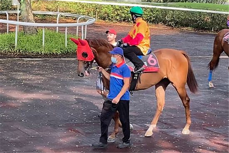 GGolden Monkey (Oscar Chavez) on his way to the barrier trial on Thursday morning with trainer Tim Fitzsimmons (red cap) by his side.