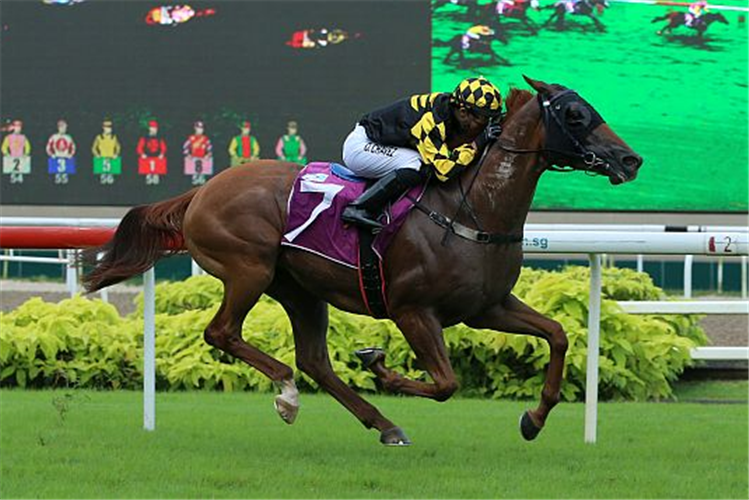 GOLDEN MONKEY winning the SINGAPORE THREE-YEAR-OLD SPRINT GROUP 3