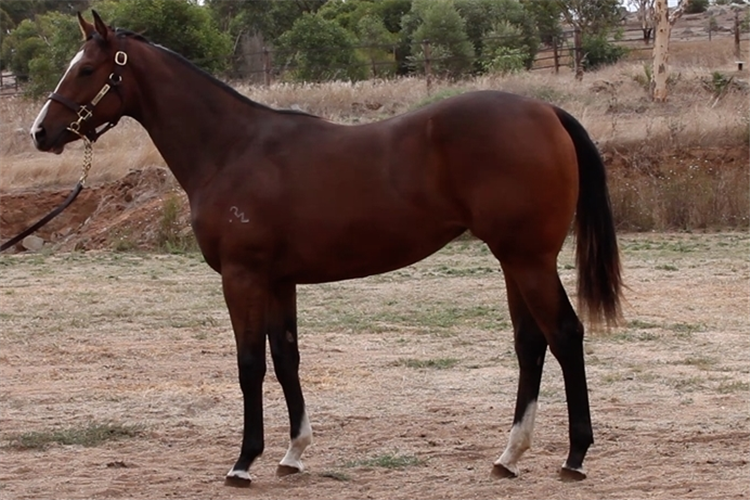 The $220,000 Headwater filly from Adelaide.