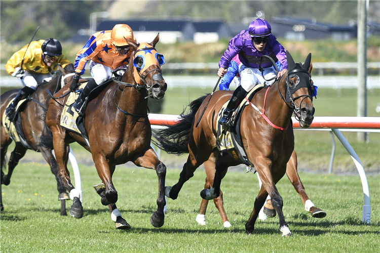 HE'S A DOOZY winning the GEE HICKTON FUNERAL DIRECTORS THOMPSON HANDICAP