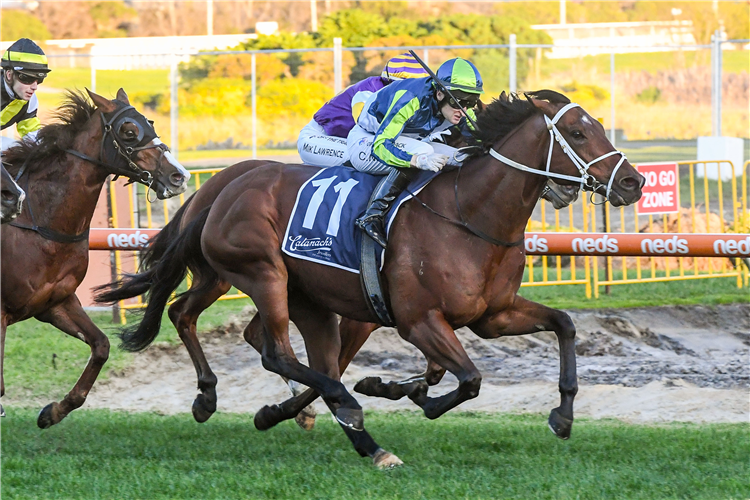 HE'S OUR BONNEVAL winning the Catanach's Jewellers (Bm84) at Caulfield in Australia.