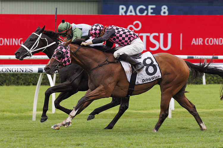 HINGED winning the Drinkwise Surround Stks