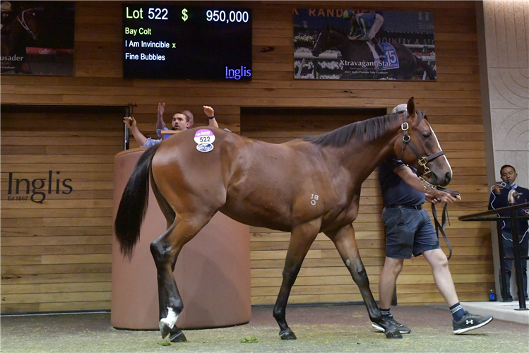 The $950,000 Invincible colt who is the top lot at this year’s Premier Sale.