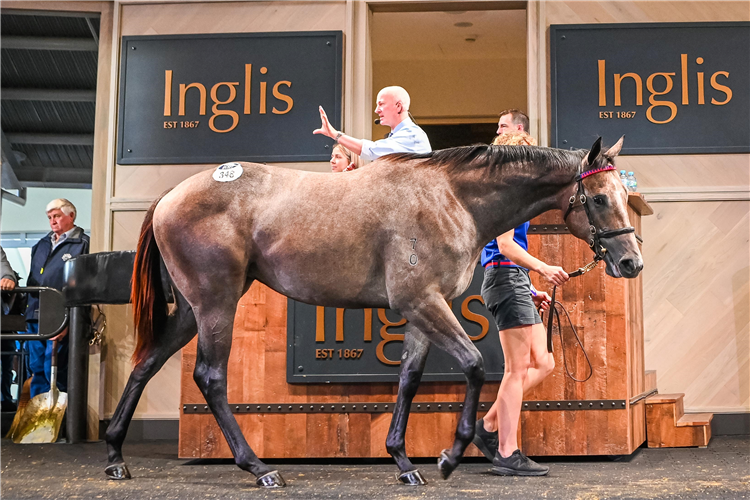 I Am Invincible - The $2m I Am Invincible yearling from Easter.