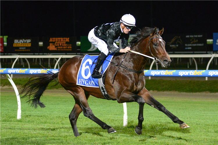 ILLATION winning the John Duff & Co Mdn Plate at Pakenham in Australia.