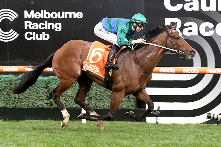 JACQUINOT winning the H.D.F. McNeil Stakes