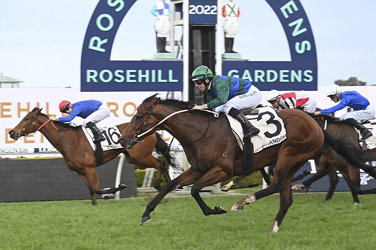 JACQUINOT winning the CHANDON GOLDEN ROSE STAKES