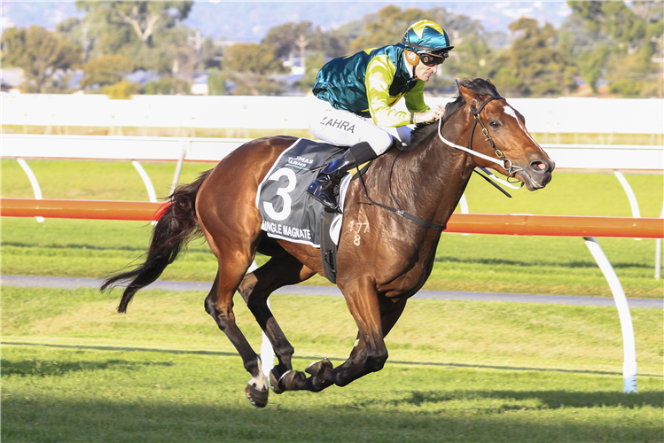 JUNGLE MAGNATE winning the Thomas Farms South Aust. Derby