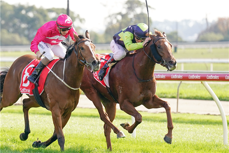 KASHMERE STAR  winning the Young Signs Fillies and Mares Maiden Plate in Moe, Australia. 