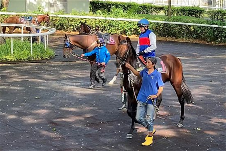 Katak (Manoel Nunes) heads out for the barrier trials on Tuesday morning, while Rocket Star (No 2, in the background) awaits the arrival of his jockey Jake Bayliss.