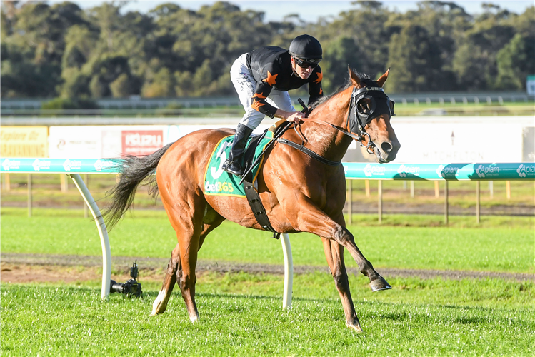 KING OF PHARAOHS winning the Centre State Scaffolding BM64 Handicap in Bendigo, Australia.