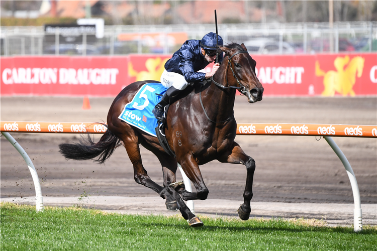 LADY OF HONOUR winning the Stow Storage Solutions (Bm90) at Caulfield in Australia.