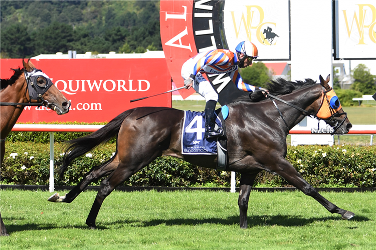 LEADERBOARD winning the Barneswood Farm N.Z. St Leger