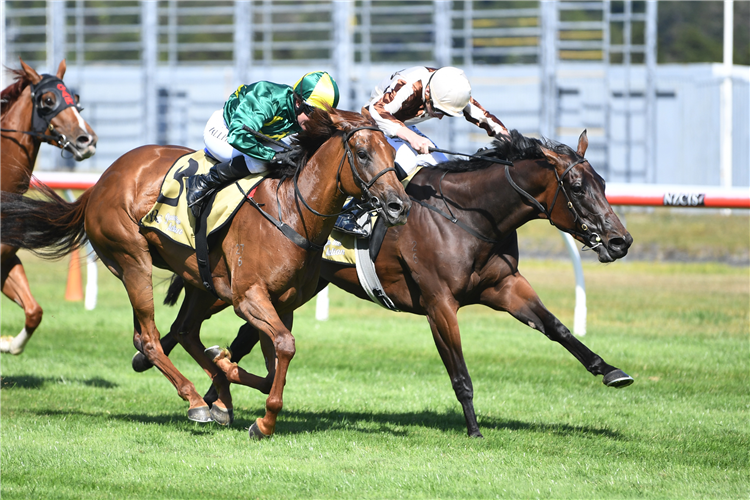 LEVANTE (inner) winning the Jr & N Berkett Telegraph