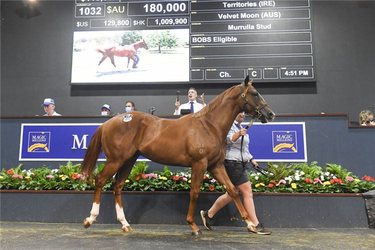 Lot 1032 Territories - Velvet Moon colt.