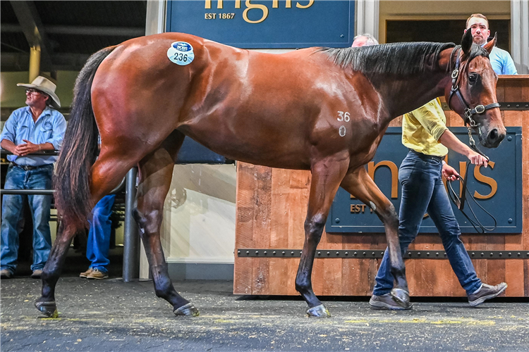 The daughter of Zoustar who was the highest-priced filly on Day 1 at Inglis Easter.