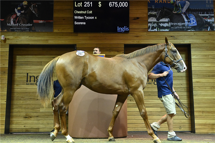 The Written Tycoon-Soorena colt who sold for $675,000.