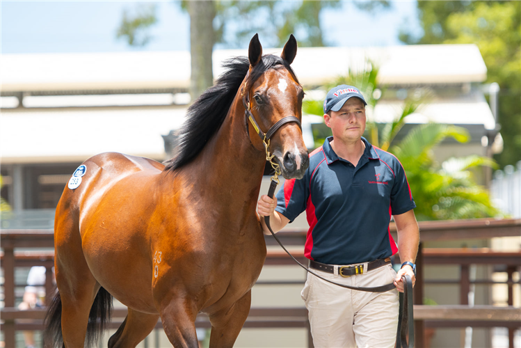 Lot 253 I Am Invincible - Meliora colt