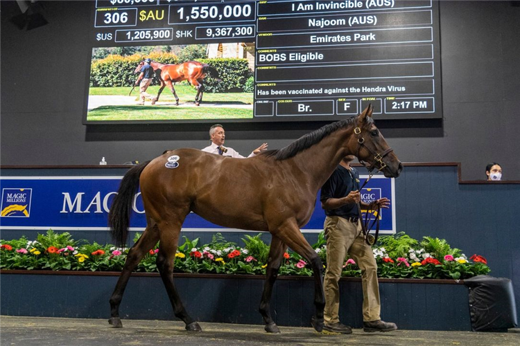 Lot 306 I Am Invincible - Najoom filly